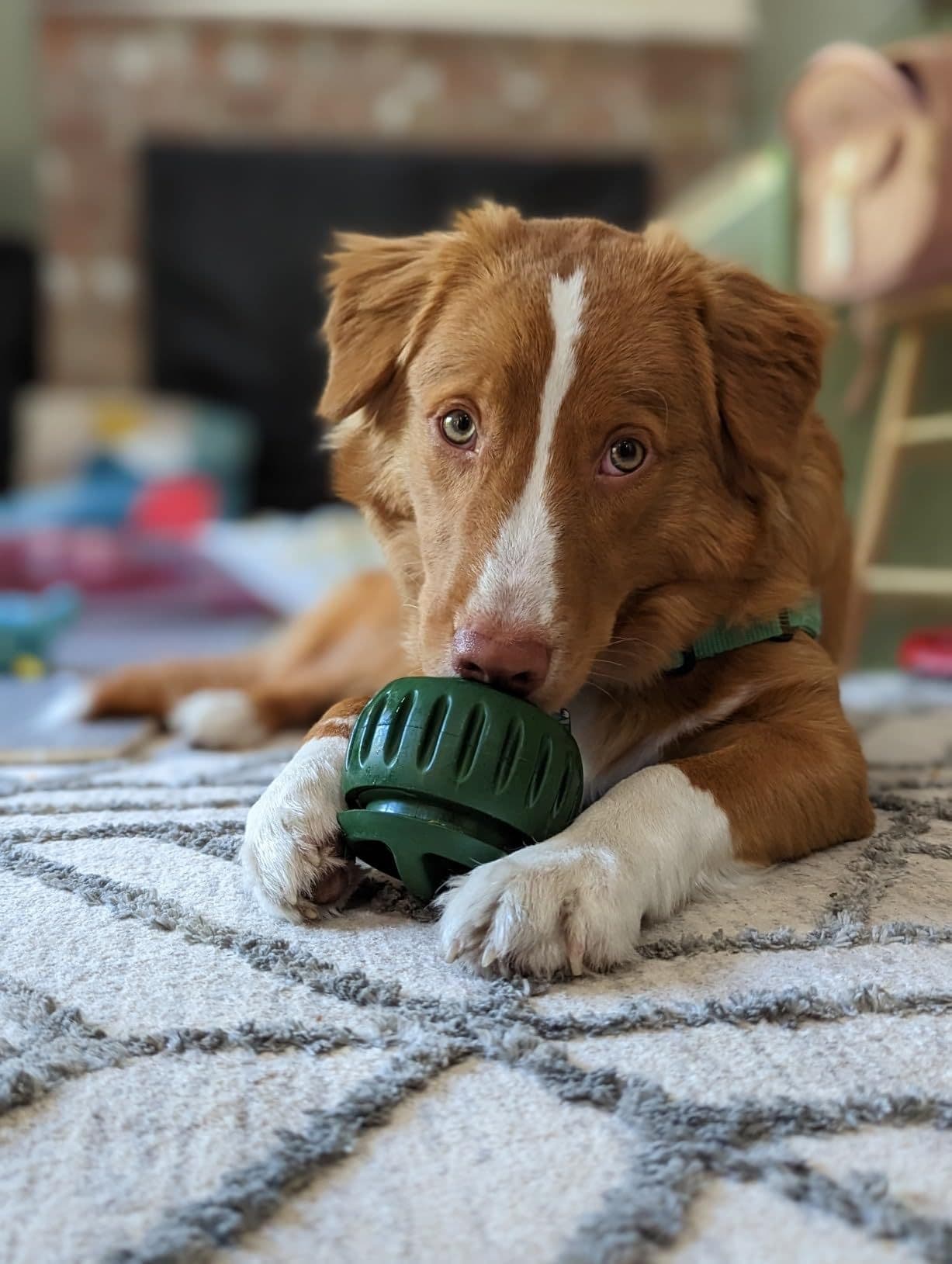 ChewSmart - Dog Slow Feeder Toy - view 1